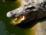 652  Pattaya Crocodile Farm.JPG